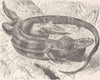 REPTILES. Ring-tailed iguana 1896 old antique vintage print picture