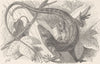 REPTILES. Red-throated Anolis 1896 old antique vintage print picture