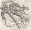 REPTILES. Helmeted basilisk 1896 old antique vintage print picture