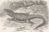 REPTILES. Cape girdle-tailed lizard 1896 old antique vintage print picture