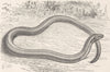 REPTILES. The blind-worm 1896 old antique vintage print picture
