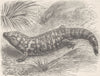 ARIZONA. Arizona poisonous lizard 1896 old antique vintage print picture
