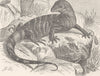 REPTILES. Cape monitor 1896 old antique vintage print picture