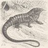 REPTILES. The teju 1896 old antique vintage print picture