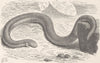REPTILES. Handed Amphisbaena 1896 old antique vintage print picture