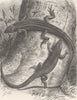 REPTILES. Algerian keeled lizards 1896 old antique vintage print picture