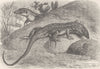 REPTILES. Common fringe-toed lizards  1896 old antique vintage print picture
