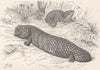 REPTILES. Stump-tailed lizards 1896 old antique vintage print picture