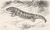 REPTILES. Common skink 1896 old antique vintage print picture