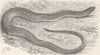 REPTILES. Three-toed bronze lizard 1896 old antique vintage print picture