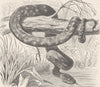 ANIMALS. Australian diamond-snake 1896 old antique vintage print picture