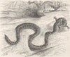 ANIMALS. Egyptian sand-snake 1896 old antique vintage print picture