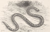 CORAL. Coral cylinder-snake 1896 old antique vintage print picture