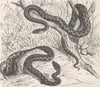 ANIMALS. Viperine & tesselated snakes  1896 old antique vintage print picture