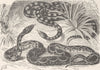 ANIMALS. Black-marked & horseshoe-snakes  1896 old antique print picture