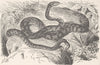CATS. Cat-snake 1896 old antique vintage print picture