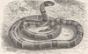 CORAL. Coral-snake 1896 old antique vintage print picture