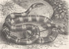 REPTILES. Banded adder, or Raj-Samp 1896 old antique vintage print picture