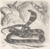 SNAKES. Young giant cobra, or hamadryad  1896 old antique print picture