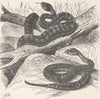 REPTILES. Short death-adder & spine-tailed-  1896 old antique print picture