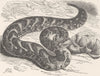 REPTILES. The puff-adder 1896 old antique vintage print picture