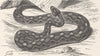 SNAKES. The Eja, or desert saw-viper 1896 old antique vintage print picture