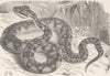 REPTILES. The bushmaster 1896 old antique vintage print picture