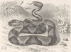 ANIMALS. Copper-head, or moccasin-snake  1896 old antique print picture