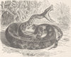 ANIMALS. Rat-tailed pit-viper 1896 old antique vintage print picture