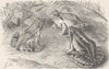 AMPHIBIANS. Moor-frogs 1896 old antique vintage print picture