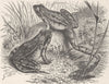 AMPHIBIANS. Agile frogs 1896 old antique vintage print picture