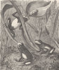 AMPHIBIANS. Variable tree-frogs 1896 old antique vintage print picture