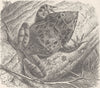 PACIFIC ISLANDS. Solomon Island sharp-nosed frog  1896 old antique print