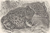 AMPHIBIANS. Argentine horned frogs, or Escuerzos  1896 old antique print