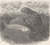AMPHIBIANS. Smooth spur-toed frog tadpole  1896 old antique print picture