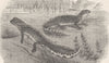 AMPHIBIANS. Alpine newts 1896 old antique vintage print picture
