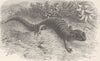 AMPHIBIANS. Alpine salamander 1896 old antique vintage print picture