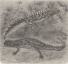 AMPHIBIANS. Male & female of marbled newt  1896 old antique print picture