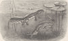 AMPHIBIANS. Male & female of common newt  1896 old antique print picture