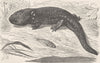 AMPHIBIANS. Adult of Mexican axolotl  1896 old antique vintage print picture