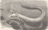 AMPHIBIANS. The olm 1896 old antique vintage print picture