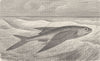 FISH. Flying fish 1896 old antique vintage print picture