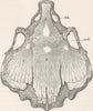 FISH. Roof of skull Australian lung- 1896 old antique vintage print picture