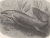 FISH. Australian lung-fish 1896 old antique vintage print picture