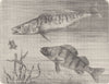 FISH. Pike-perch and common perch 1896 old antique vintage print picture
