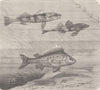 FISH. Larger & smaller Danubian perches & ruffe  1896 old antique print