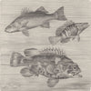 FISH. Common bass sea-perch & stone-  1896 old antique vintage print picture