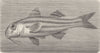 FISH. Striped and mullet 1896 old antique vintage print picture