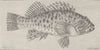 FISH. Spotted firm-fin 1896 old antique vintage print picture