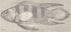 FISH. Bleeker's Plesiops 1896 old antique vintage print picture